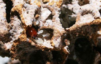 termite in a fungus garden